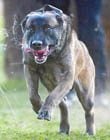 Service dogs help police maintain public safety 