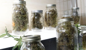 Medical Marijuana