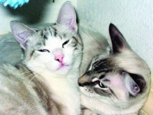 Pets of the Week: Bailey and Sky