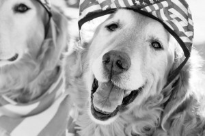 Pet-safe July 4