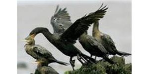 Bird flu could hit U.S. next year 