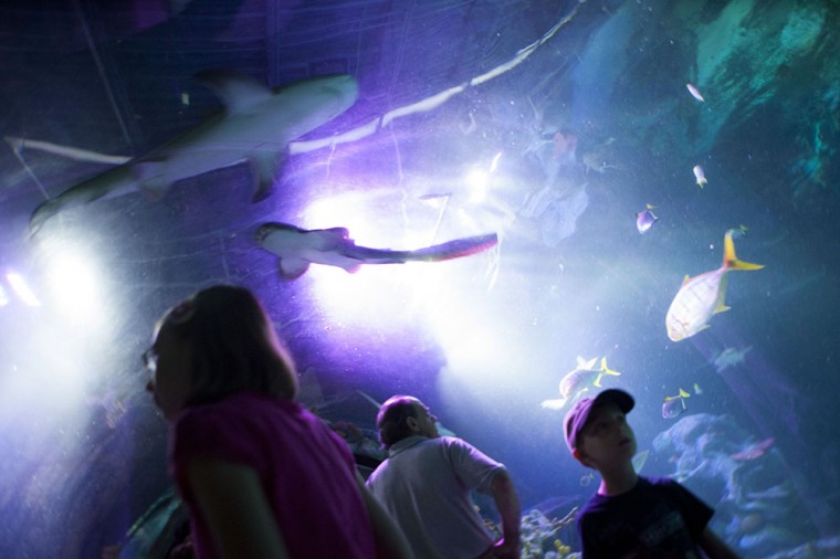 Shark Week at SEA LIFE