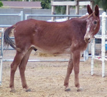 Wildhorse Ranch Rescue
