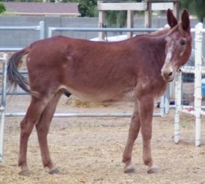 Wildhorse Ranch Rescue
