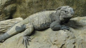 Rhino iguana