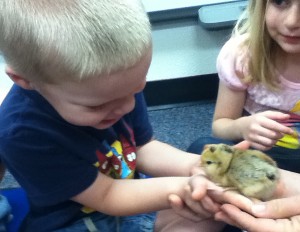 Baby chicks at Burk Elementary School