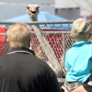 Chandler Ostrich Festival