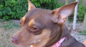 Adopt a Chihuahua from rescue group 