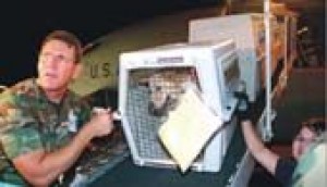 Rescued dogs arrive to open arms 