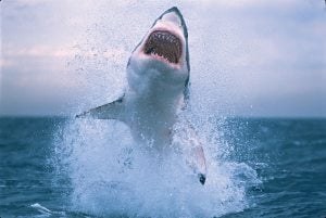 OK, shark fans, chew on this 