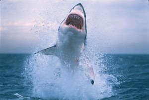 OK, shark fans, chew on this 