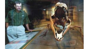 ‘When Crocodiles Ruled’ peers into the jaws of Earth’s natural history 