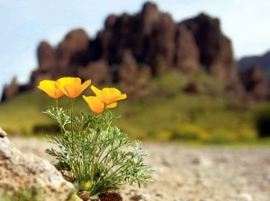 Wildflowers ready to spring into action 