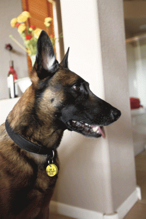 Local K-9 added to war on drugs 