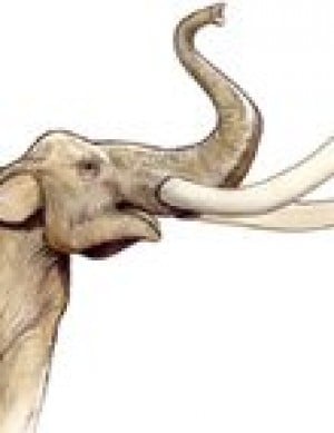 Mammoth bones not alone at Gilbert site 