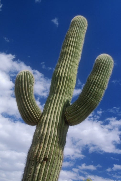 Saguaro