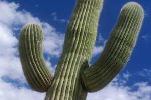 Saguaro
