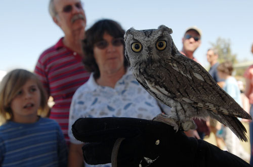 Feathered Friends Festival