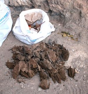 State asks for help solving bat killings 