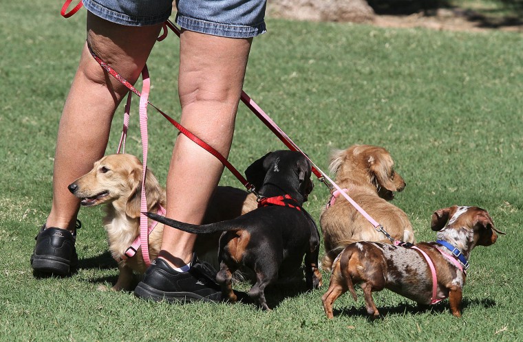 Barktoberfest