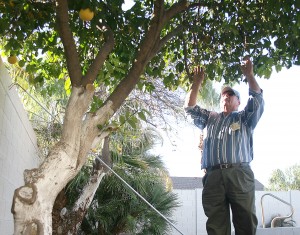 Volunteers pick citrus