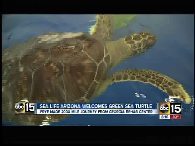 Frye, the sea turtle