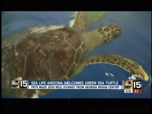 Frye, the sea turtle
