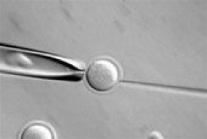 Scientists to try to clone human embryos 