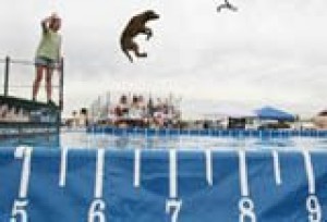 Bold dogs learning new tricks 