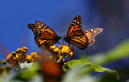 Mexico Monarch Butterfly