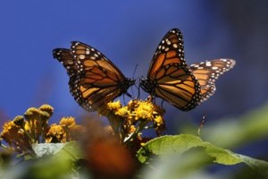 Mexico Monarch Butterfly