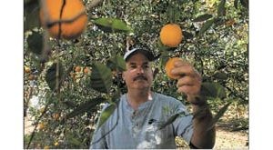 Rain not fruitful for Arizona farmers 