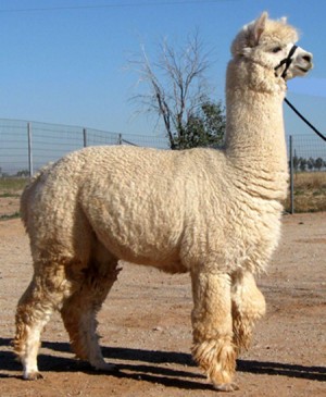 Alpaca