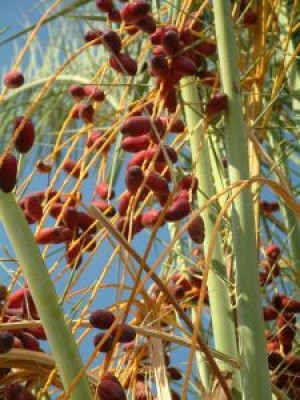 test4Date palms