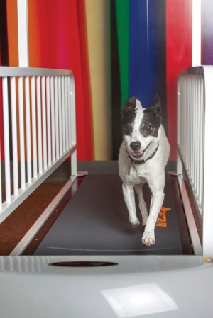 Pet treadmills