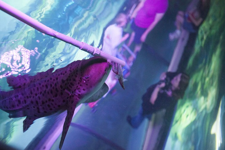 Shark Week at SEA LIFE