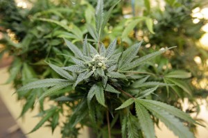 Marijuana
