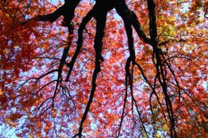 Fall colors