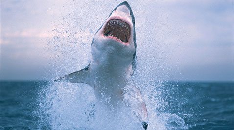 OK, shark fans, chew on this 