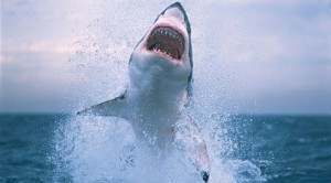 OK, shark fans, chew on this 