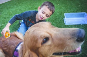 Service Dog