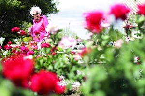 Rose fest