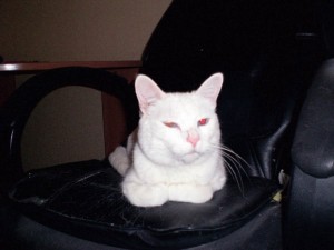 Pet of the Week: Crosby