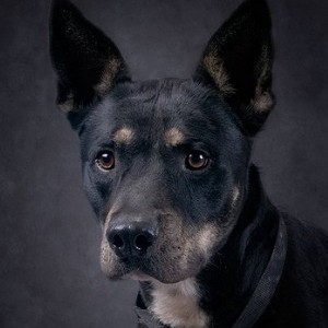 Pet of the Week: Maverick
