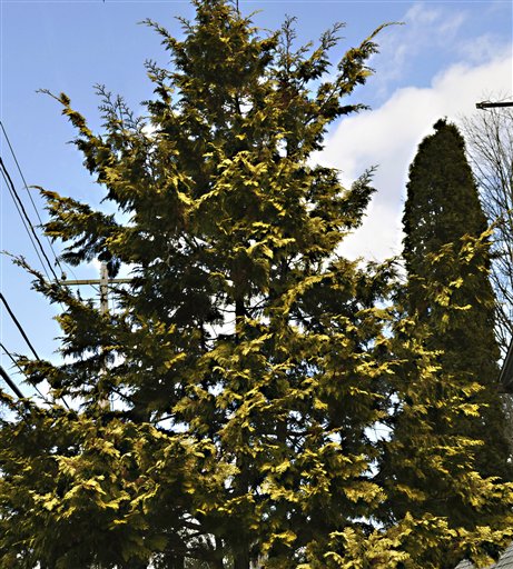 Gardening-Self-Lit Trees