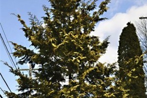 Gardening-Self-Lit Trees
