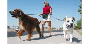 Pet sitters’ days are full of wet noses, wags and walks in the park 