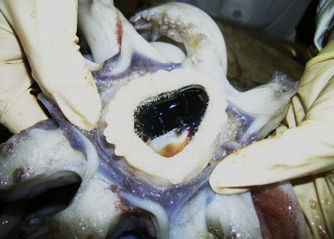 Jumbo squid invade San Diego shores 