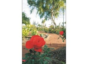 Desert roses rising 