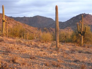 Sonoran Desert